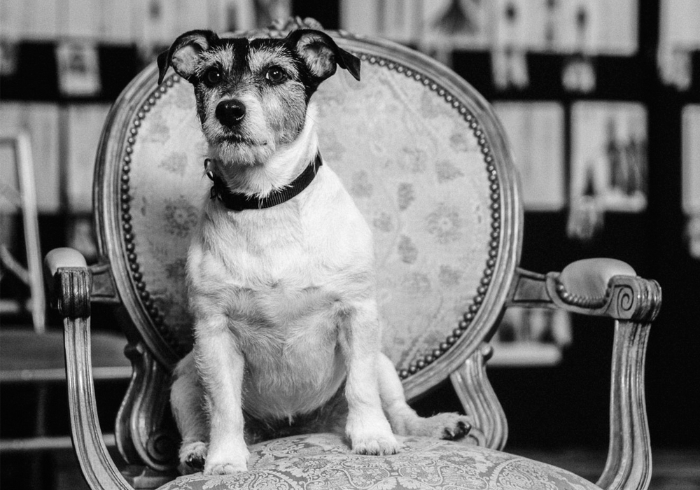 Chú chó cưng Audrey Chú chó cưng Audrey